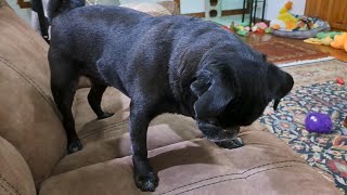 Black Pug Chief showing his manners and waiting for a piece of an Asian Pear [upl. by Camila]