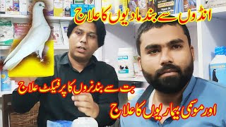 best tips for pigeons umar khokhar [upl. by Ahtaela]