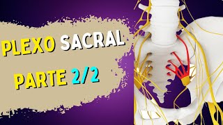 PLEXO SACRAL  LOMBOSSACRAL  Parte 22 [upl. by Ynohtn]