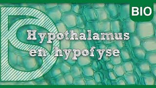 Examen biologie  Hypothalamus en hypofyse Hormonale regeling [upl. by Iam]