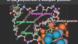 Mutagenic Replication of O6methylguanine Lesion [upl. by Khoury]