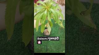 🌸How to grow balsam flower plant🌼गुलमहंदी के फूलimpatiens balsamplantshortsbalsamflowers [upl. by Adraynek]