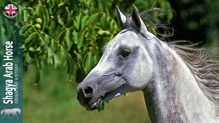 SHAGYA ARAB HORSE An oriental horse originally created for war ORIGIN OF THE BREEDS [upl. by Frye151]