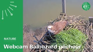 Arrivée de la femelle balbuzard sur l’aire du marais de Fontenay [upl. by Enelear671]