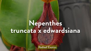 Nepenthes truncata x edwardsiana [upl. by Chesney]