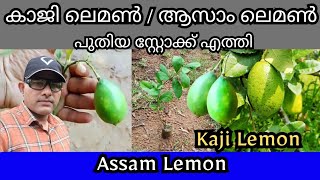 Kaji Lemon Assam Lemon Plant Malayalam Trends Wheel Kajilemon fruitsplants trendswheel [upl. by Minerva944]