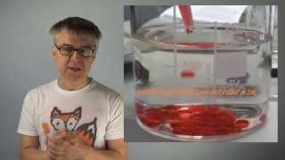 Dr Lauth´s Lab 4 How to make Alginate Pearls Boba  Recipe from Molecular Gastronomy [upl. by Adiell]