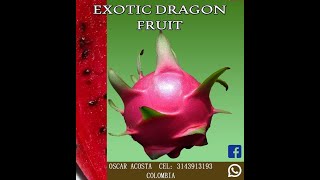 pitahaya roja Colombia quotSorteo fruto quot [upl. by Jamison255]