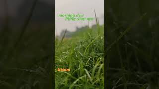 Morning dew শিশির ভেজা ঘাস। [upl. by Siwel]