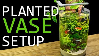 Building a Planted Vase Guppy Aquarium [upl. by Cecilio]