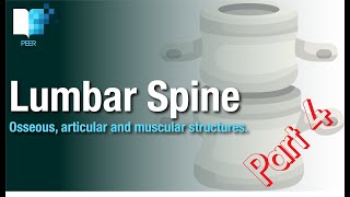 The Anatomy of the Lumbar Spine thoracolumbar junction amp fascia abdominal muscles amp articulations [upl. by Ariane]