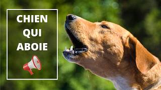 Chien qui aboie Voyez comment votre chien réagit 🐶 🔊Dogs Barking Sound Effect [upl. by Amarette]