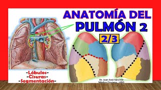 🥇 PULMÓN 23 Anatomía Segmentación Lóbulas Cisuras Fácil y Sencillo [upl. by Anyrb]