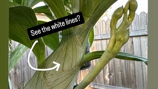 Fall Catasetum Tips amp Update [upl. by Araiek201]