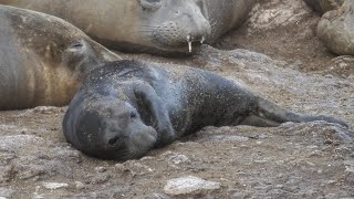 3dayold Elephant Seal scratching itself and vocalizing [upl. by Aelgna244]