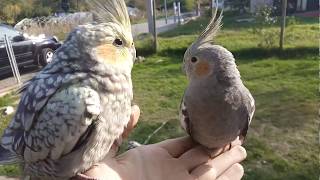 Trained cockatiel free flight [upl. by Dulcea]