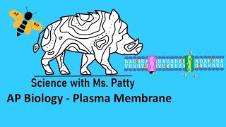 Plasma Membrane  AP Bio Unit 2 [upl. by Naujaj]