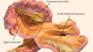 A NEW ORGAN HAS JUST BEEN DISCOVERED MANDELA EFFECT [upl. by Egief]