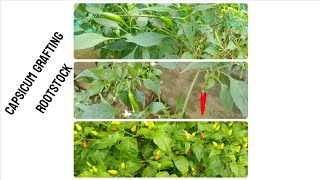 RootStock for Grafting of Chili capsicum [upl. by Mas]