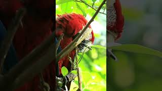 Incredible Parrot Sounds Natures Vocal Wonders [upl. by Leeann797]