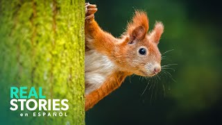 Primavera En Flor El Poder De La Naturaleza  Real Stories En Español [upl. by Eelyac]