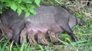 New born Wild baby boars [upl. by Rik575]