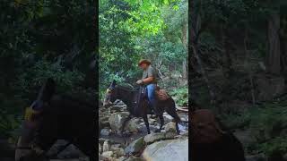 Descubre la mejor silla impermeable para tus aventuras a caballo Mesace [upl. by Urbannai]