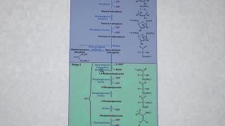 Aherns Biochemistry 22  Glycolysis II [upl. by Muriel]