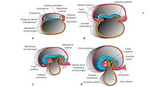 Mesodermo y origen de peritoneo [upl. by Skylar878]