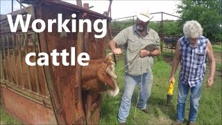 Drenching Cattle Has NEVER BEEN SO EASY  Floating Hook [upl. by Abigail]