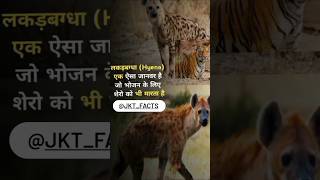 Lakadbagha Hyene Apne shikar ke liye Sher ko bhi maar deta hai jktfacts languhippocappedlangur [upl. by Norej]