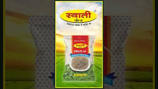 Swati research Cuminjeera44 स्वाती रिजर्च जीरा 44seeds jeera crop cuminseed swatiseeds [upl. by Ibrad]