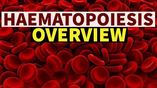 HAEMATOPOIESIS  OVERVIEW  DrSonu Yadav  Pathology Kingdom  Haematology [upl. by Aicrop965]