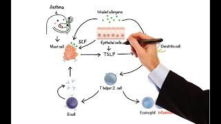 Pharmacology  DRUGS FOR ASTHMA AND COPD MADE EASY [upl. by Tina]