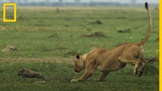 ¡Impresionante LEONAS cazando crías de JABALÍ a CÁMARA LENTA National Geographic en Español [upl. by Naji]