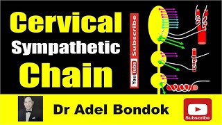 Cervical Sympathetic Chain Dr Adel Bondok Making Anatomy Easy [upl. by Sheaff]