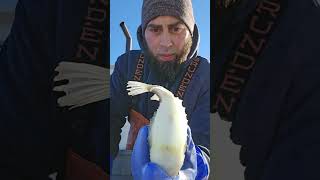 CAUGHT A LUMPFISH IN A LOBSTER TRAP OFF THE COAST OF MAINE [upl. by Maclean]