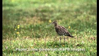 The cry of the Curlew [upl. by Burnaby]