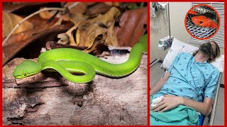 BITTEN BY A VENOMOUS PITVIPER IN THAILAND  MY EXPERIENCE Herping Vlog 2 [upl. by Yneffit138]