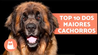 As 10 maiores raças de CACHORRO do mundo 🐶 Descubraas [upl. by Drofxer]