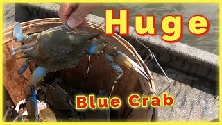 How to go Blue Crabbing fall blue crab crabbing [upl. by Haase24]