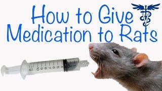 How to Prepare Antibiotics for Rats [upl. by Ynamad]