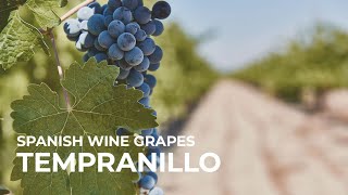 Spanish Wine Grapes Tempranillo [upl. by Sandy]