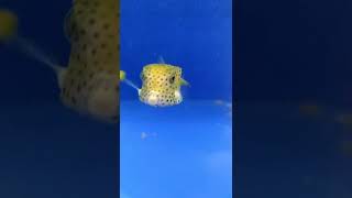 Cubicus Boxfish  Ostracion cubicus shorts liveaquaria [upl. by Broeker]