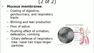 Microbiology Chapter 14 An Intro to Host Defenses and Innate Immunity By Dr Saudi [upl. by Hube122]