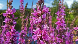 How to Identify Purple Loosestrife [upl. by Ahsram]