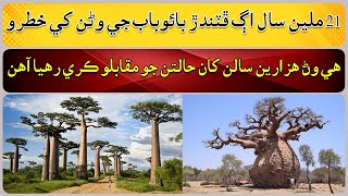 How did the baobab tree survive for thousands of years [upl. by Pirri]