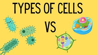 Types of Cells  Eukaryotic vs Prokaryotic [upl. by Readus]