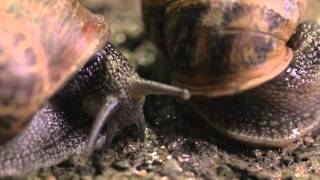 The Sex Life of a Snail  Wildlife Documentary [upl. by Leorsiy]