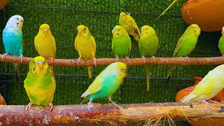 Cute Budgies Chirping 10 Minuts of Relaxing Parakeet Sounds to Reduce StressSinging a Birds [upl. by Aihcropal125]